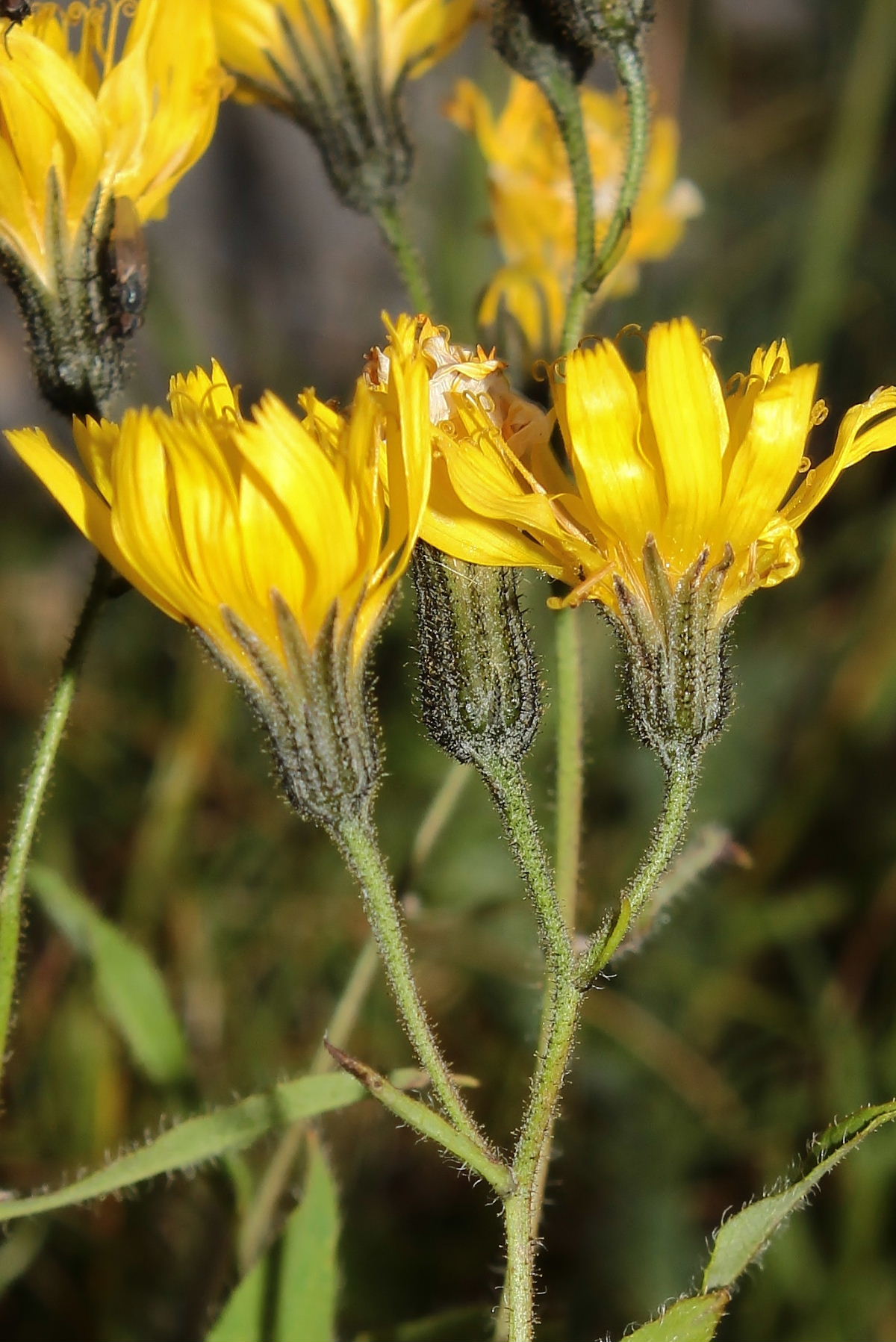 Asteracea - Hieracium sp.